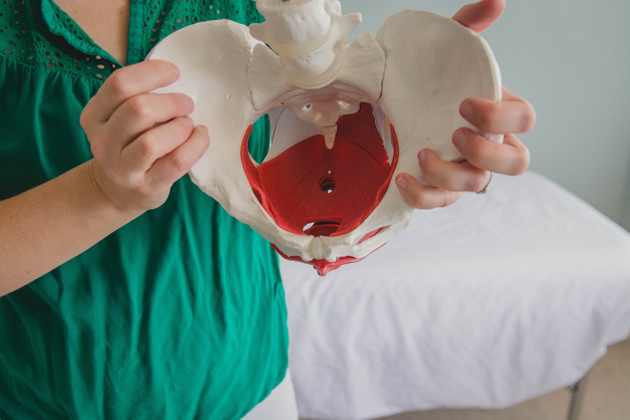pelvic floor physical therapist displaying a pelvis model highlighting the pelvic floor muscles